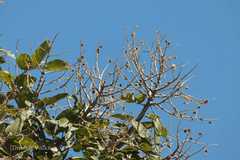 Sapindus trifoliatus